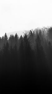 Preview wallpaper forest, trees, light, black and white