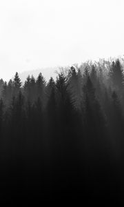 Preview wallpaper forest, trees, light, black and white