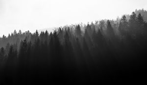 Preview wallpaper forest, trees, light, black and white