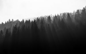 Preview wallpaper forest, trees, light, black and white