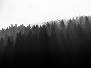 Preview wallpaper forest, trees, light, black and white