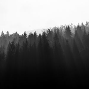 Preview wallpaper forest, trees, light, black and white