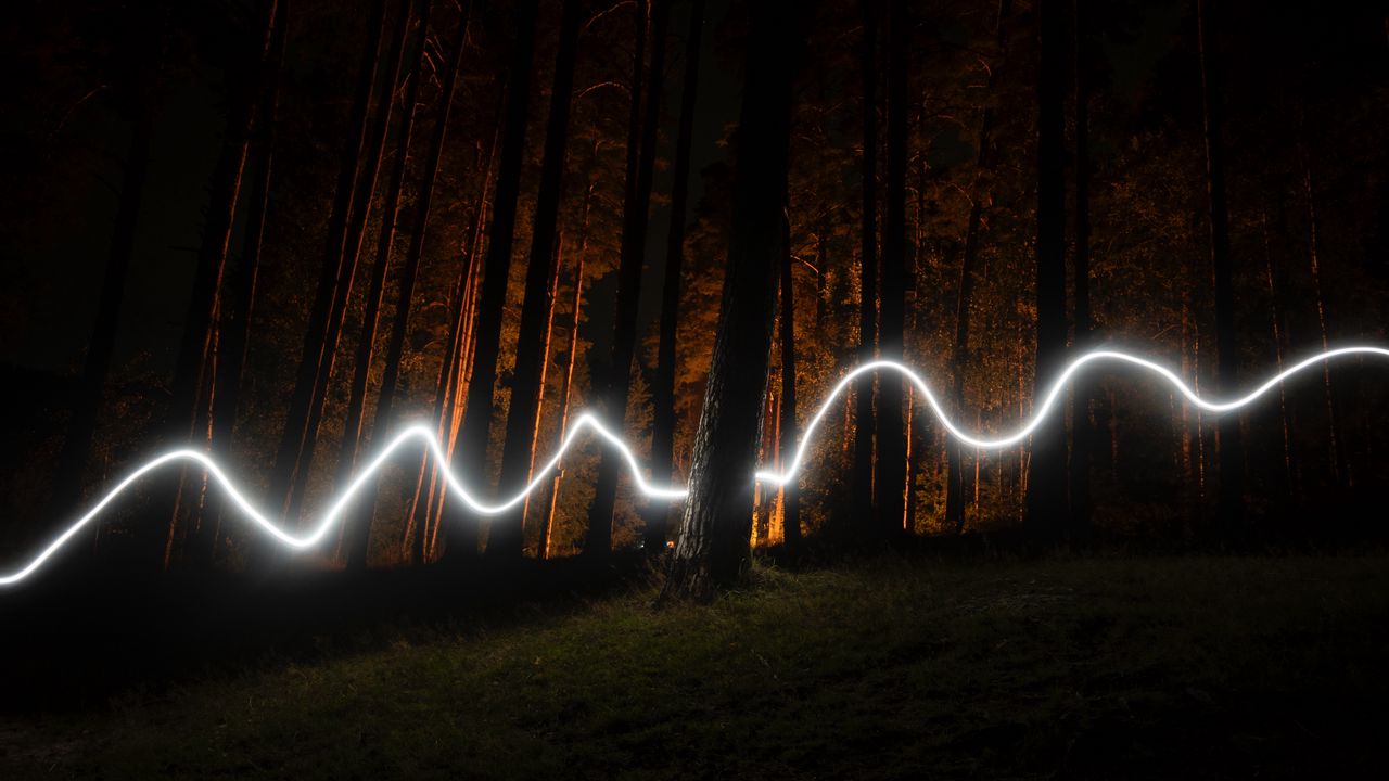 Wallpaper forest, trees, long exposure, neon, night