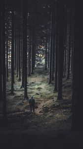 Preview wallpaper forest, trees, man, coniferous, trunks