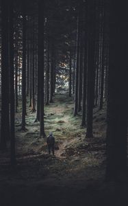 Preview wallpaper forest, trees, man, coniferous, trunks