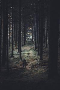 Preview wallpaper forest, trees, man, coniferous, trunks