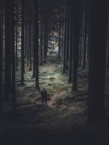 Preview wallpaper forest, trees, man, coniferous, trunks