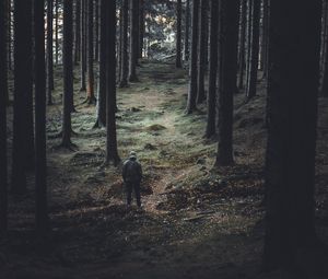 Preview wallpaper forest, trees, man, coniferous, trunks