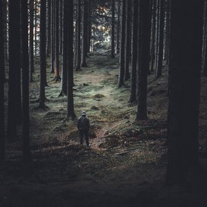 Preview wallpaper forest, trees, man, coniferous, trunks