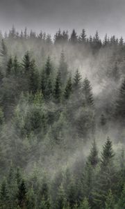 Preview wallpaper forest, trees, mist, landscape