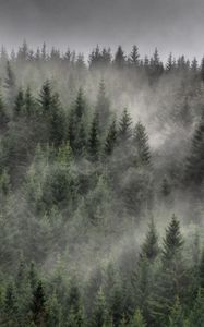 Preview wallpaper forest, trees, mist, landscape