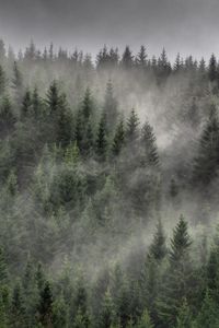 Preview wallpaper forest, trees, mist, landscape