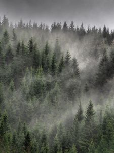 Preview wallpaper forest, trees, mist, landscape