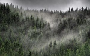 Preview wallpaper forest, trees, mist, landscape