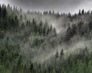 Preview wallpaper forest, trees, mist, landscape