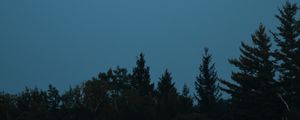 Preview wallpaper forest, trees, moon, sky, twilight