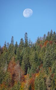 Preview wallpaper forest, trees, moon, sky, nature