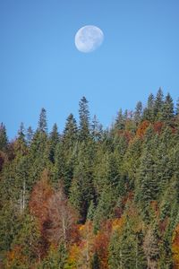 Preview wallpaper forest, trees, moon, sky, nature