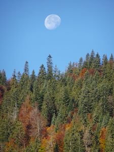 Preview wallpaper forest, trees, moon, sky, nature