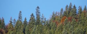 Preview wallpaper forest, trees, moon, sky, nature