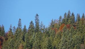 Preview wallpaper forest, trees, moon, sky, nature