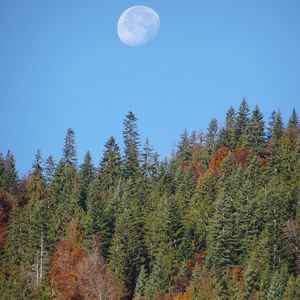 Preview wallpaper forest, trees, moon, sky, nature
