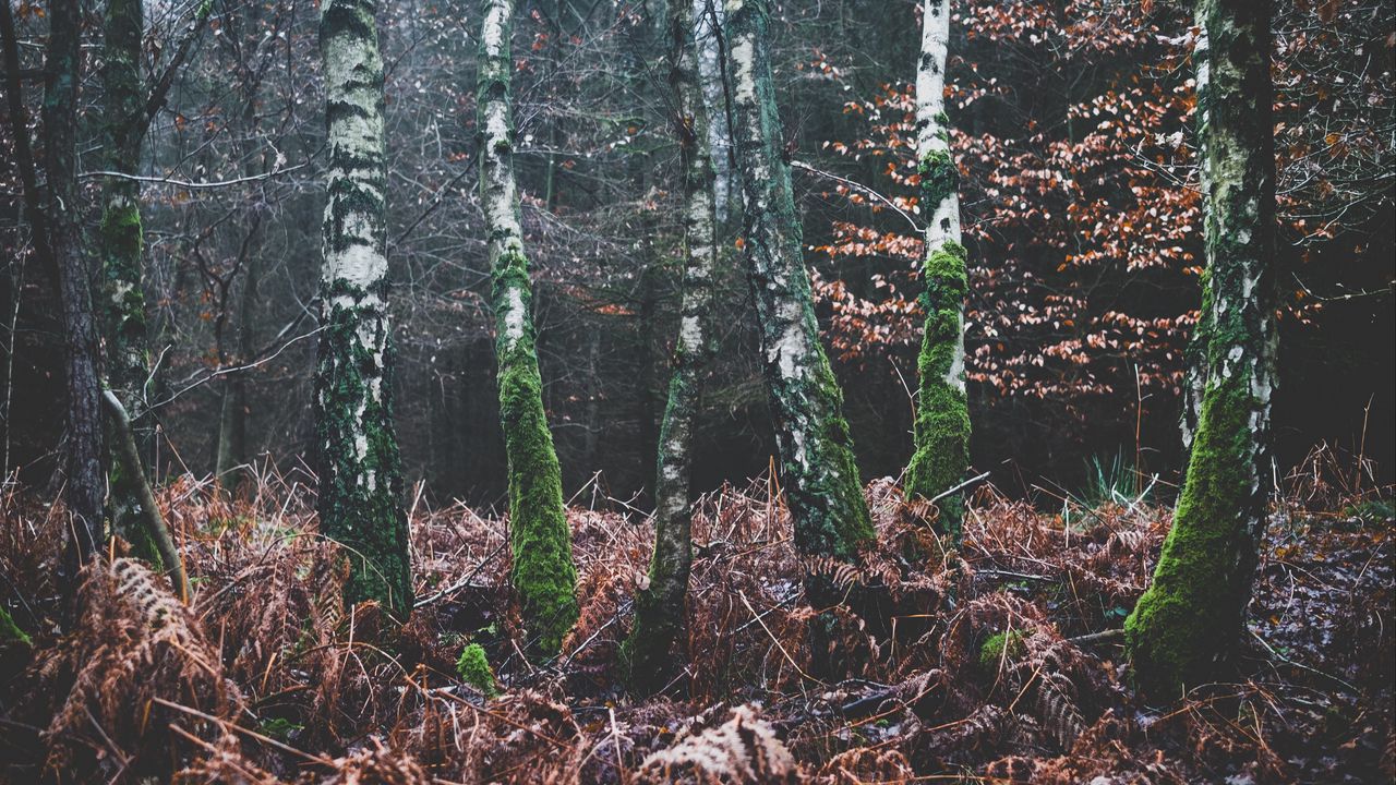 Wallpaper forest, trees, moss, autumn