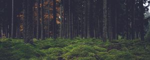 Preview wallpaper forest, trees, moss, dark