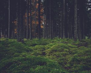 Preview wallpaper forest, trees, moss, dark