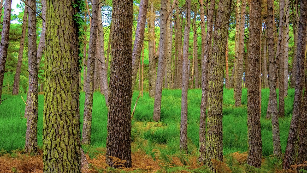 Wallpaper forest, trees, moss, autumn, trunks