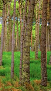 Preview wallpaper forest, trees, moss, autumn, trunks