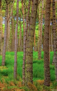Preview wallpaper forest, trees, moss, autumn, trunks
