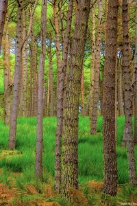 Preview wallpaper forest, trees, moss, autumn, trunks