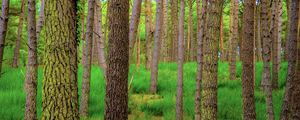 Preview wallpaper forest, trees, moss, autumn, trunks