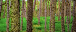 Preview wallpaper forest, trees, moss, autumn, trunks