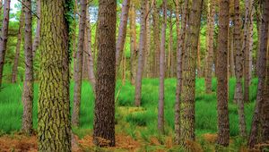 Preview wallpaper forest, trees, moss, autumn, trunks