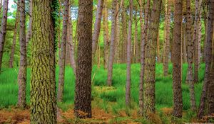Preview wallpaper forest, trees, moss, autumn, trunks