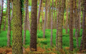 Preview wallpaper forest, trees, moss, autumn, trunks