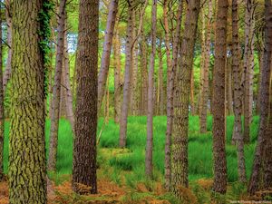 Preview wallpaper forest, trees, moss, autumn, trunks