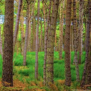 Preview wallpaper forest, trees, moss, autumn, trunks