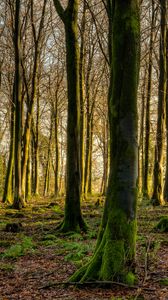 Preview wallpaper forest, trees, moss, rays