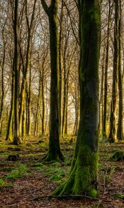Preview wallpaper forest, trees, moss, rays