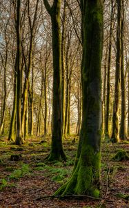 Preview wallpaper forest, trees, moss, rays