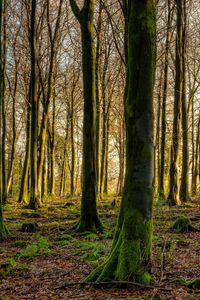 Preview wallpaper forest, trees, moss, rays