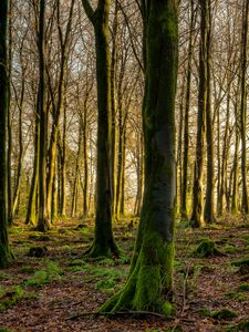 Preview wallpaper forest, trees, moss, rays