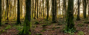 Preview wallpaper forest, trees, moss, rays