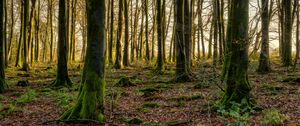 Preview wallpaper forest, trees, moss, rays