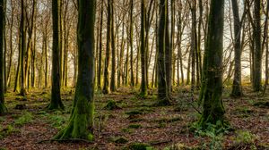 Preview wallpaper forest, trees, moss, rays