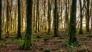 Preview wallpaper forest, trees, moss, rays