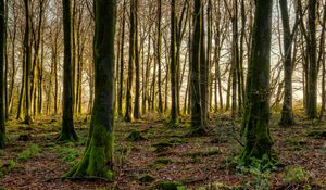 Preview wallpaper forest, trees, moss, rays